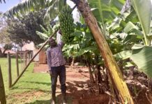 Will the European Union-funded Banana Processing Factory in Kisii Cut off the Broker-Farmer Extortion Chain? IMG 20220412 113612 054 218x150