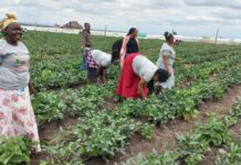 A section of Kokosho Women group , Kajiado West at their 5acre farm Birika. Photo/Christine Musa