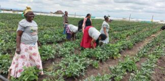 CLIMATE ACTION MUST BEGIN WITH SOCIETY, CULTURE, AND COMMUNITIES A section of Kokosho Women group , Kajiado West at their 5acre farm Birika. Photo/Christine Musa