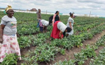 CLIMATE ACTION MUST BEGIN WITH SOCIETY, CULTURE, AND COMMUNITIES A section of Kokosho Women group , Kajiado West at their 5acre farm Birika. Photo/Christine Musa