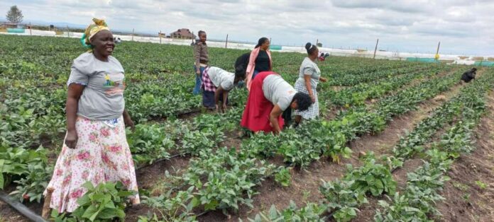 A section of Kokosho Women group , Kajiado West at their 5acre farm Birika. Photo/Christine Musa