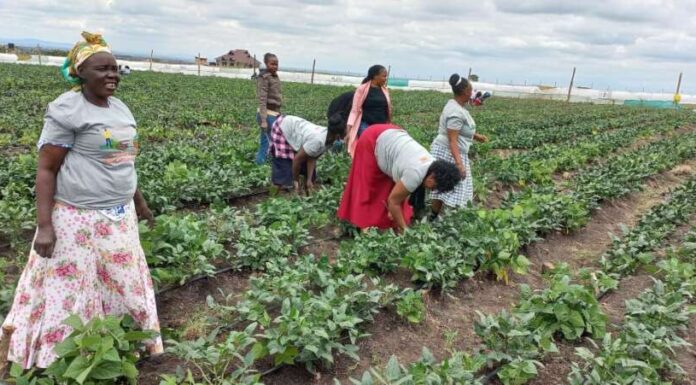 CLIMATE ACTION MUST BEGIN WITH SOCIETY, CULTURE, AND COMMUNITIES A section of Kokosho Women group , Kajiado West at their 5acre farm Birika. Photo/Christine Musa