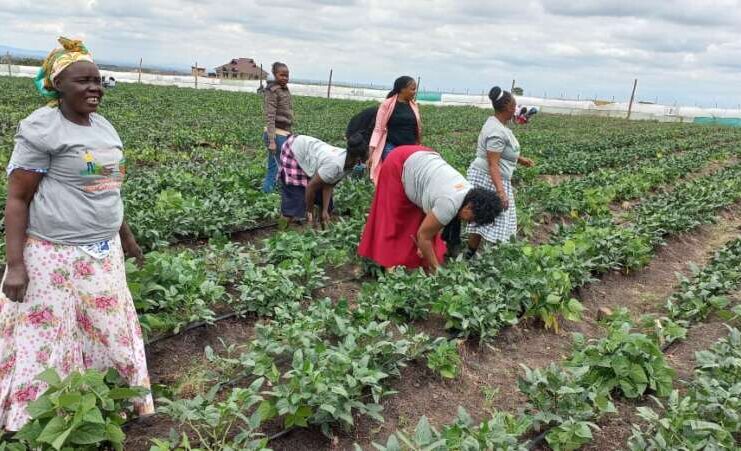 CLIMATE ACTION MUST BEGIN WITH SOCIETY, CULTURE, AND COMMUNITIES A section of Kokosho Women group , Kajiado West at their 5acre farm Birika. Photo/Christine Musa