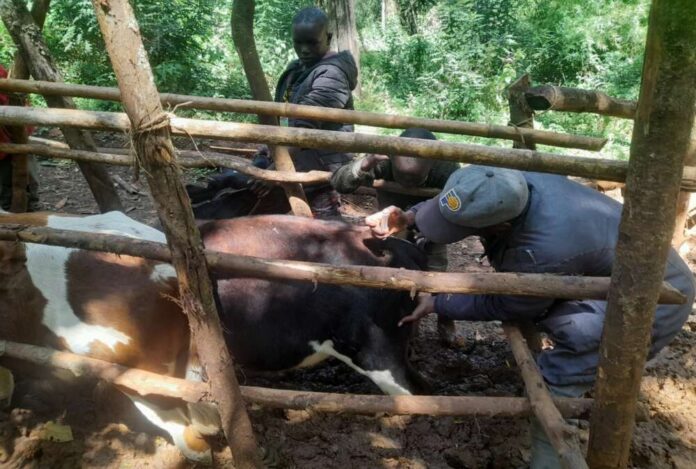 ANIMALS VACCINATION