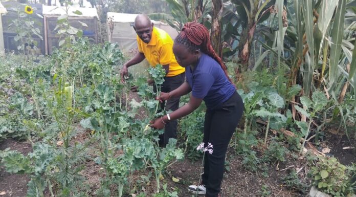 Organic farmers Mercy Ndinda and John Wambu at farming in Kiserian