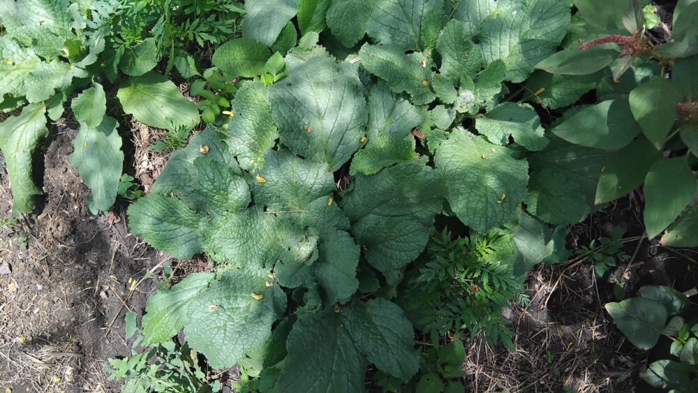 Organic vegetables at Cshep farm in Mugima, Kiserian 