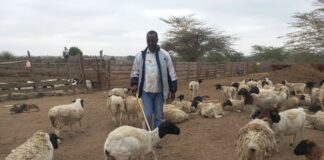 How Dorper Sheep is Improving Maasai Pastoralism 20260820 093709