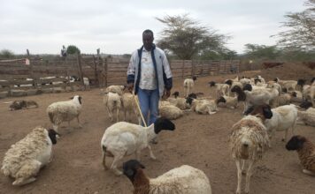 How Dorper Sheep is Improving Maasai Pastoralism 20260820 093709