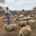 Kajiado Farmers Adopt Dorper Sheep to Mitigate Drought 20260820 093731