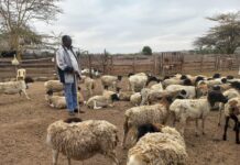 Kajiado Farmers Adopt Dorper Sheep to Mitigate Drought 20260820 093731