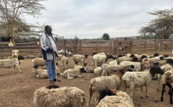 Kajiado Farmers Adopt Dorper Sheep to Mitigate Drought 20260820 093731