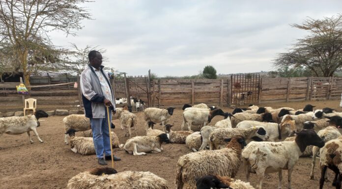 Kajiado Farmers Adopt Dorper Sheep to Mitigate Drought 20260820 093731